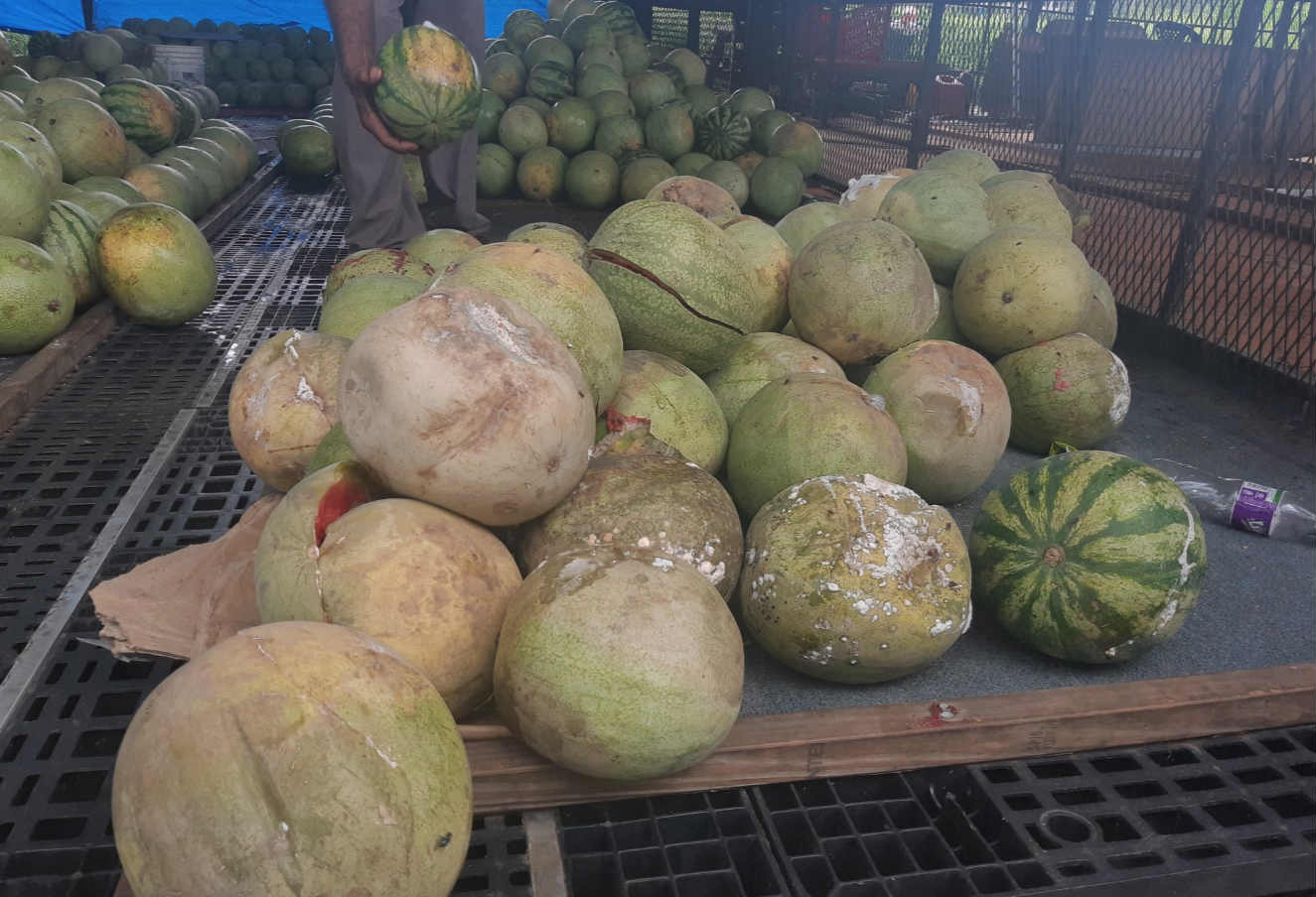 sandia_mercado