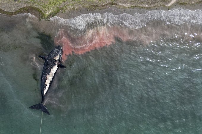 ballenas