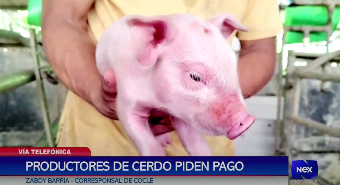 cerdos
