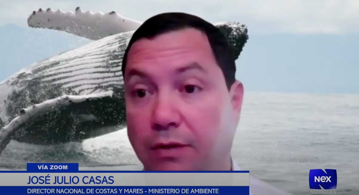 ballenas
