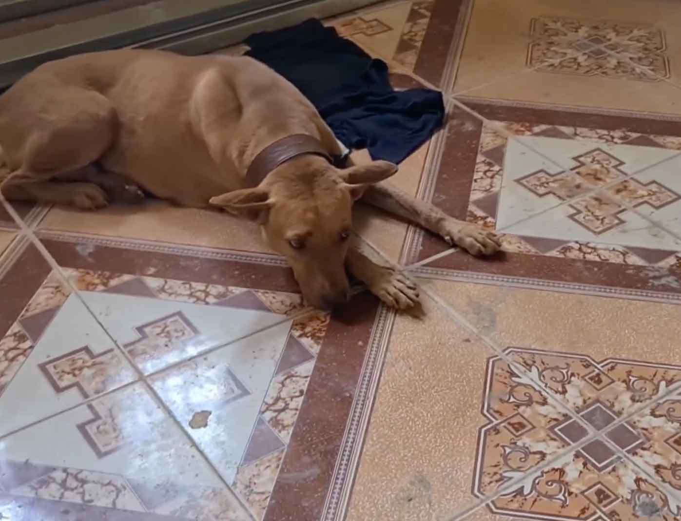 perrita