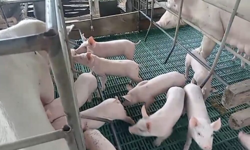 Porcinocultores piden frenar importaciones y priorizar la pr