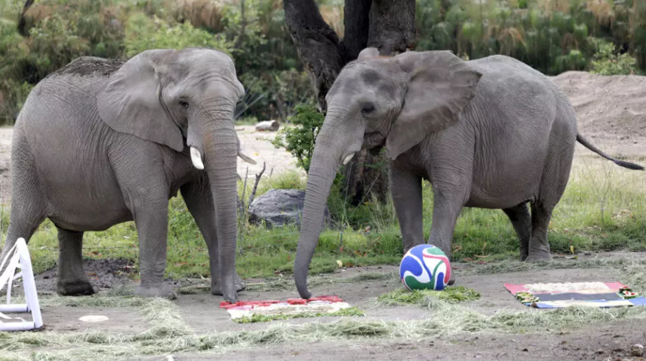 La curiosa iniciativa de un zoológico para predeci