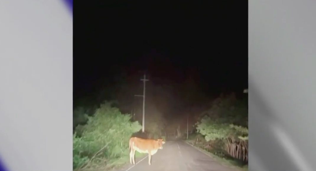 vaca